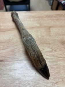 Patte de cerf avec poils