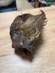 Oreille de bœuf avec poils