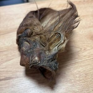 Oreille de bœuf avec poils