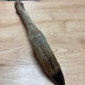 Patte de cerf avec poils